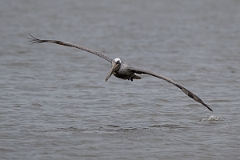 DPPhotography - Texas - Brown pelican - B