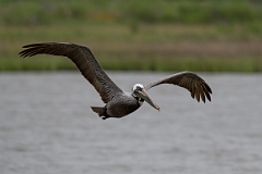 DPPhotography - Texas - Brown pelican - C