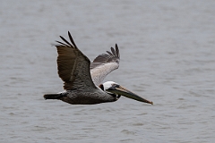 DPPhotography - Texas - Brown pelican - D