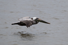 DPPhotography - Texas - Brown pelican - E
