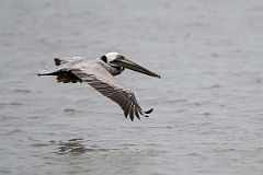 DPPhotography - Texas - Brown pelican - F