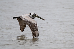 DPPhotography - Texas - Brown pelican - G