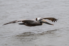 DPPhotography - Texas - Brown pelican - H