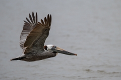 DPPhotography - Texas - Brown pelican - I