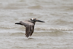 DPPhotography - Texas - Brown pelican - J