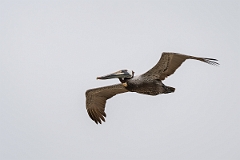 DPPhotography - Texas - Brown pelican - L