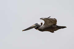 DPPhotography - Texas - Brown pelican - M