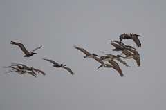 DPPhotography - Texas - Brown pelican - P