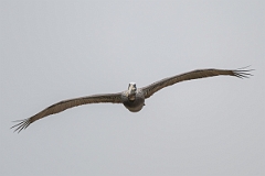 DPPhotography - Texas - Brown pelican - R