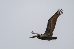 DPPhotography - Texas - Brown pelican - T