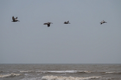 DPPhotography - Texas - Brown pelican - U