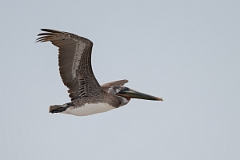DPPhotography - Texas - Brown pelican - V