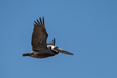 DPPhotography - Texas - Brown pelican - W