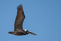 DPPhotography - Texas - Brown pelican - X