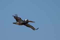 DPPhotography - Texas - Brown pelican - Z