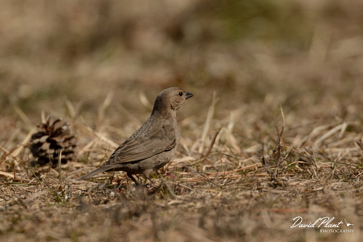 David Plant Photography - Wildlife Photography - Brown-headed cowbird - A.jpg - Brown-headed cowbird female - Salisbury Beach, MA