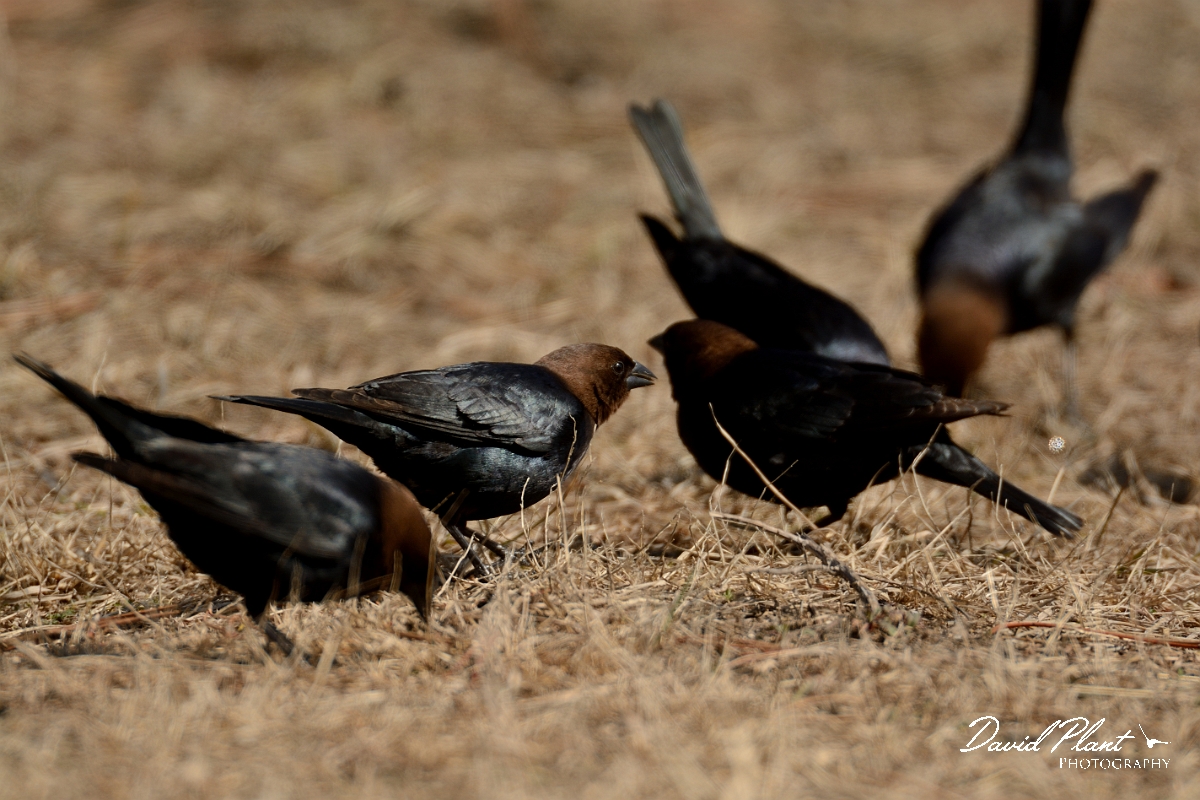David Plant Photography - Wildlife Photography - Brown-headed cowbird - B.jpg - Brown-headed cowbird - Salisbury Beach, MA
