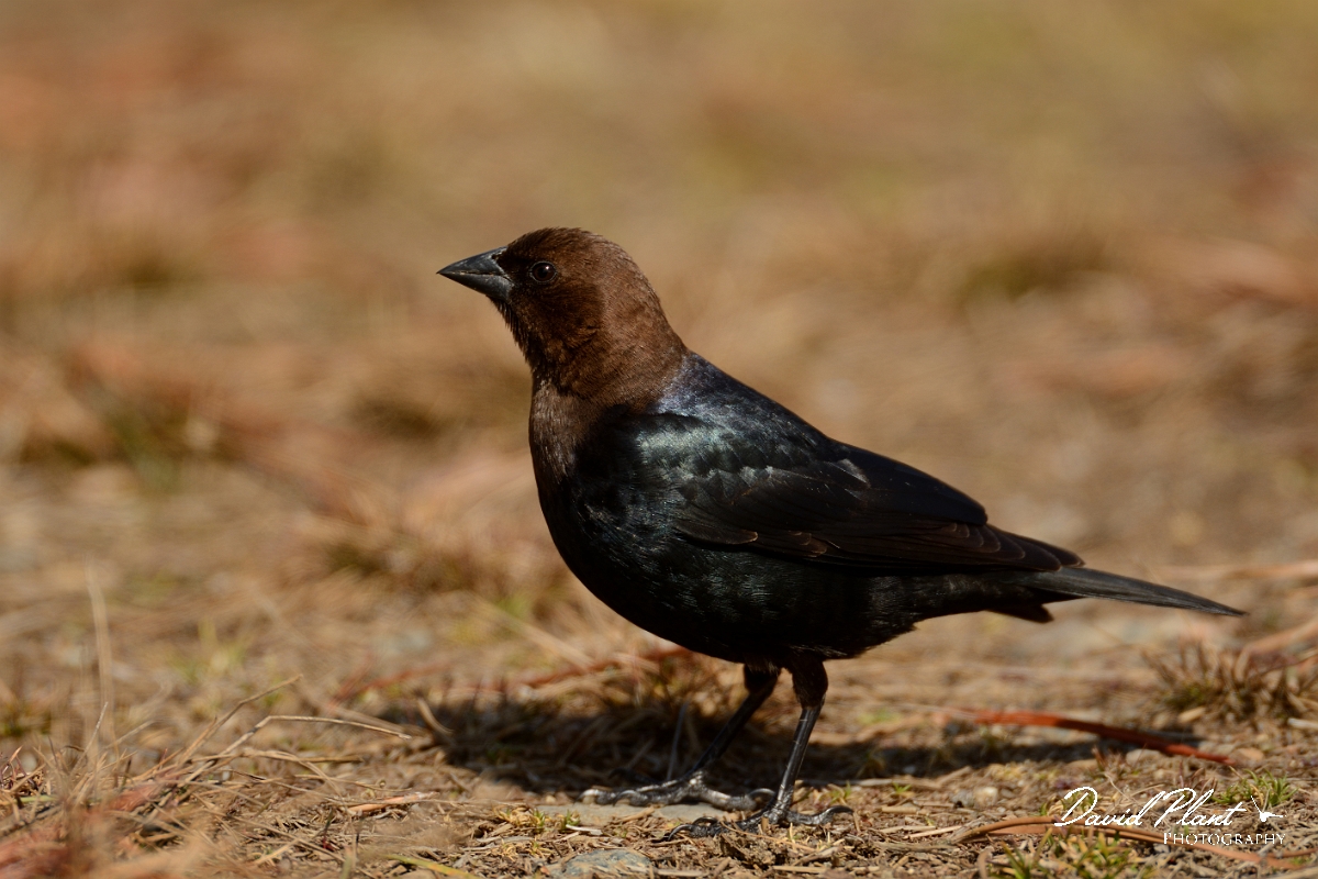 David Plant Photography - Wildlife Photography - Brown-headed cowbird - E.jpg - Brown-headed cowbird - Salisbury Beach, MA