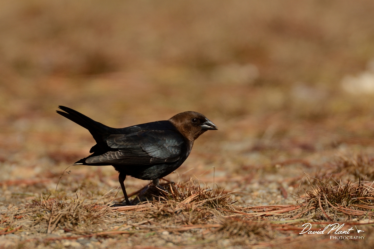 David Plant Photography - Wildlife Photography - Brown-headed cowbird - F.jpg - Brown-headed cowbird - Salisbury Beach, MA