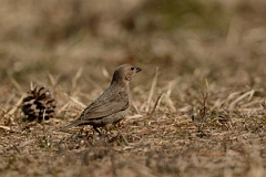 David Plant Photography - Wildlife Photography - Brown-headed cowbird - A