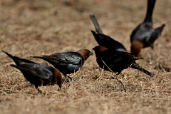 David Plant Photography - Wildlife Photography - Brown-headed cowbird - B