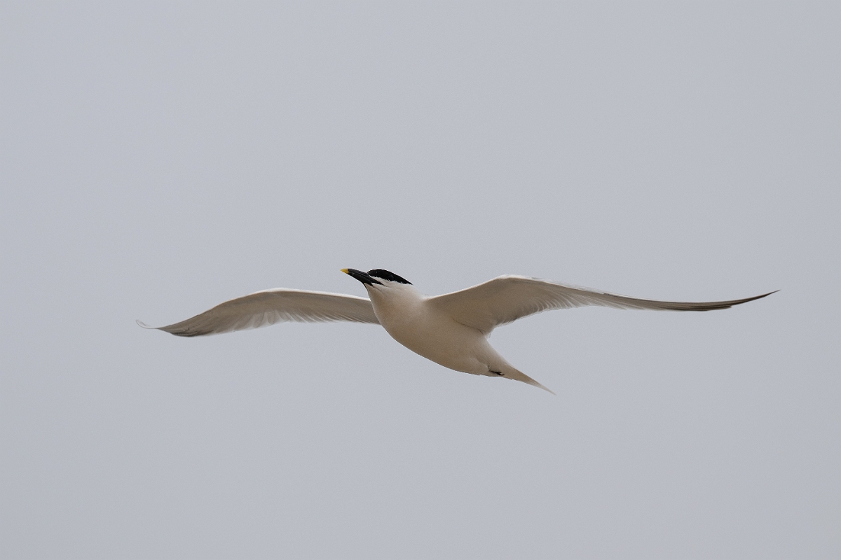 DPPhotography - Texas - Cabot's tern - C.jpg - Cabot's tern - Bolivar Flats, Bolivar Peninsula, Texas