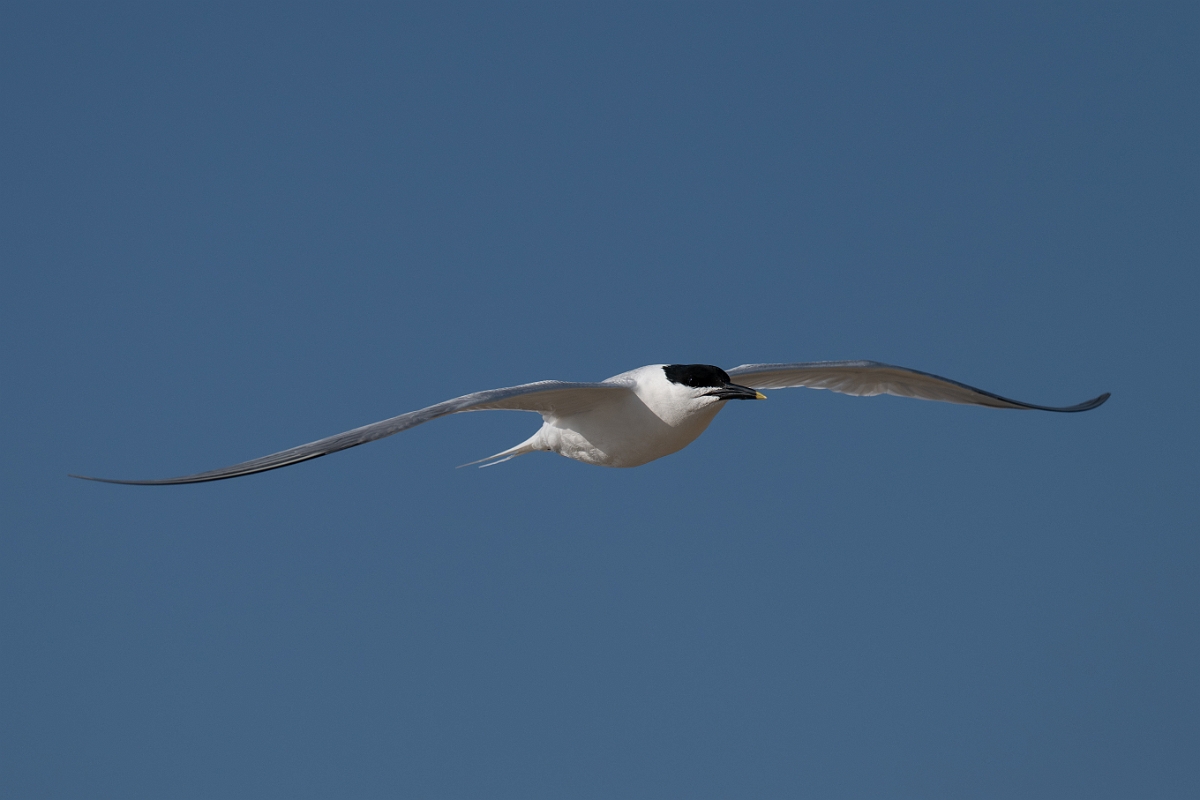 DPPhotography - Texas - Cabot's tern - Q.jpg - Cabot's tern - Rollover Pass, Bolivar Peninsula, Texas