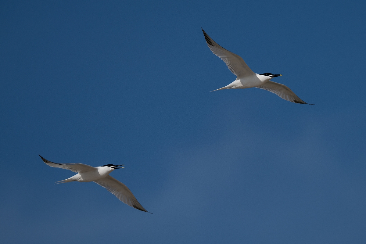 DPPhotography - Texas - Cabot's tern - T.jpg - Cabot's tern - Rollover Pass, Bolivar Peninsula, Texas