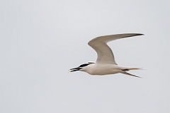 DPPhotography - Texas - Cabot's tern - E