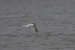 DPPhotography - Texas - Cabot's tern - M