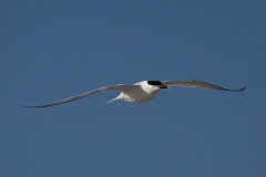 DPPhotography - Texas - Cabot's tern - Q