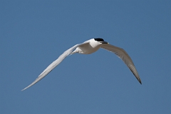 DPPhotography - Texas - Cabot's tern - R