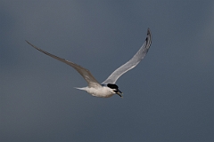 DPPhotography - Texas - Cabot's tern - S