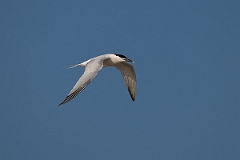 DPPhotography - Texas - Cabot's tern - X