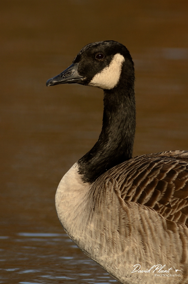 David Plant Photography - Wildlife Photography - Canada goose - A.jpg - Canada goose head - Forest Hill Cemetery, Boston, MA