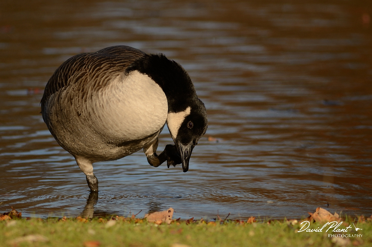 David Plant Photography - Wildlife Photography - Canada goose - B.jpg - Canada goose scratching - Forest Hill Cemetery, Boston, MA