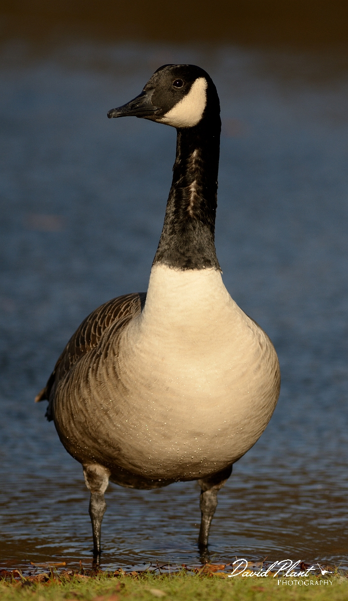 David Plant Photography - Wildlife Photography - Canada goose - C.jpg - Canada goose - Forest Hill Cemetery, Boston, MA