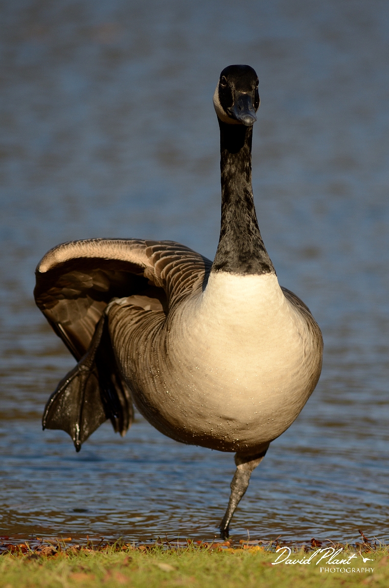 David Plant Photography - Wildlife Photography - Canada goose - D.jpg - Canada goose stretching - Forest Hill Cemetery, Boston, MA