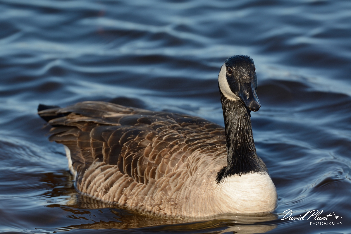 David Plant Photography - Wildlife Photography - Canada goose - E.jpg - Canada goose - Plum Island, MA