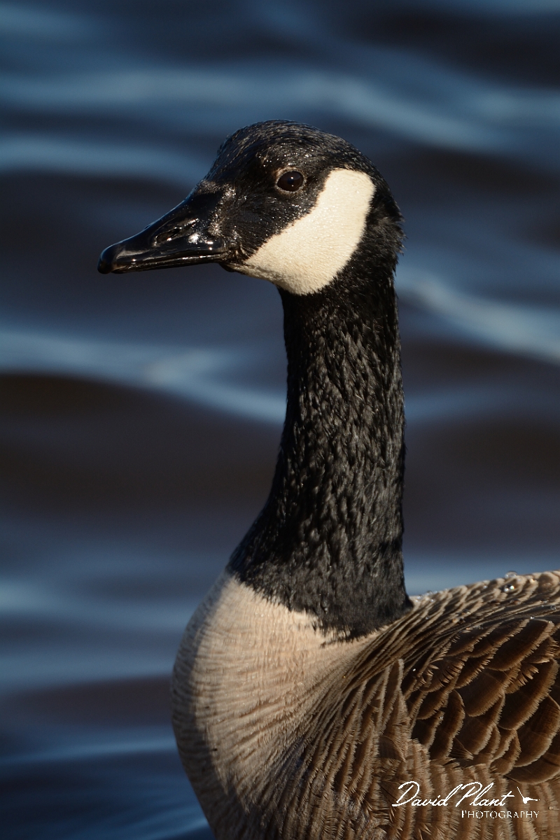 David Plant Photography - Wildlife Photography - Canada goose - F.jpg - Canada goose - Plum Island, MA