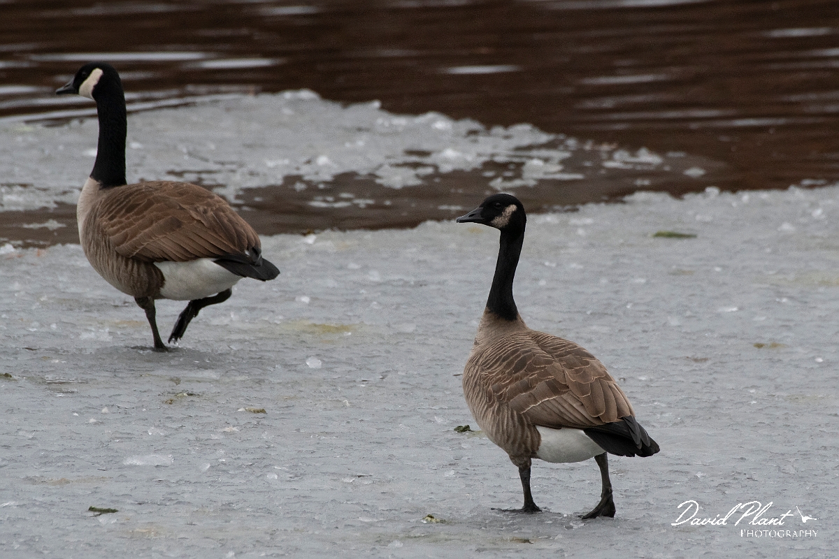 David Plant Photography - Wildlife Photography - Canada goose - G.jpg - Canada goose - Putnamville Reservoir, MA