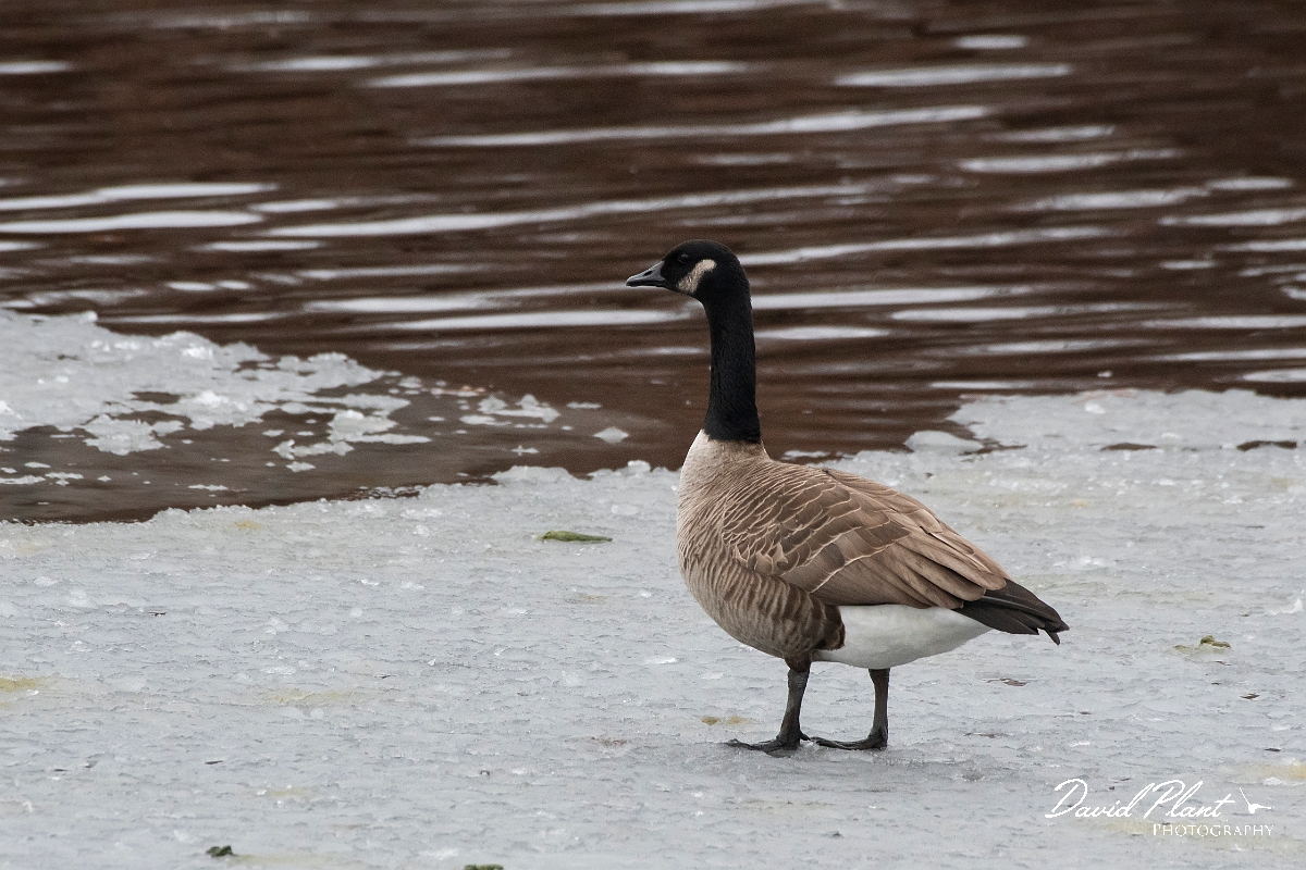 David Plant Photography - Wildlife Photography - Canada goose - H.jpg - Canada goose - Putnamville Reservoir, MA