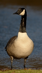 David Plant Photography - Wildlife Photography - Canada goose - C