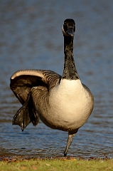 David Plant Photography - Wildlife Photography - Canada goose - D