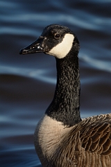 David Plant Photography - Wildlife Photography - Canada goose - F