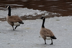 David Plant Photography - Wildlife Photography - Canada goose - G