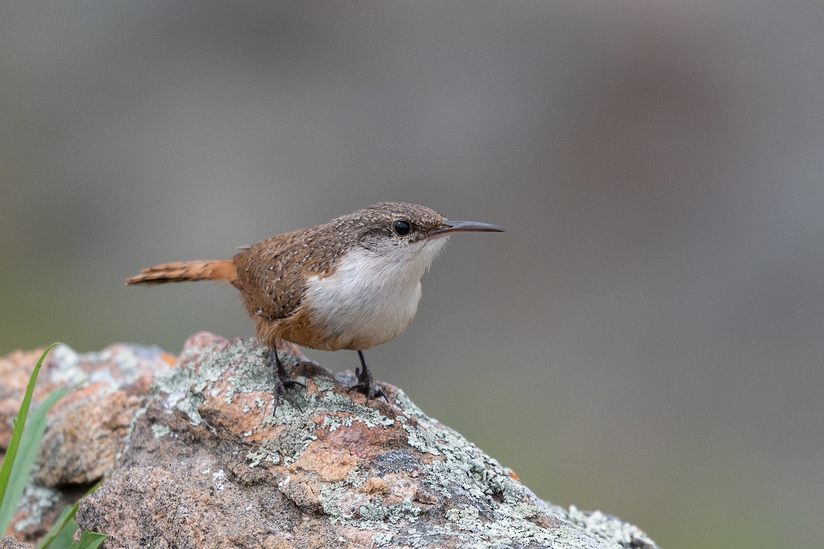DPPhotography - Texas - Canyon wren - A.jpg - Canyon wren - Ink Lake State Park, Texas
