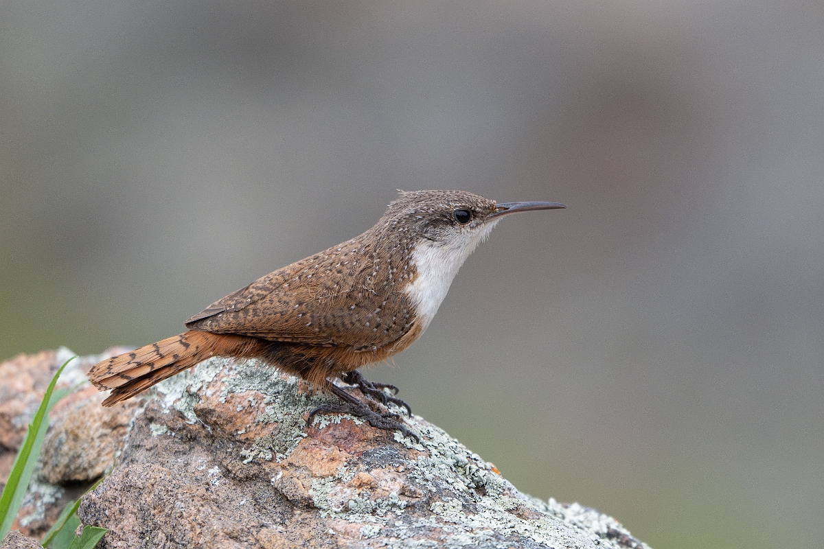 DPPhotography - Texas - Canyon wren - B.jpg - Canyon wren - Ink Lake State Park, Texas