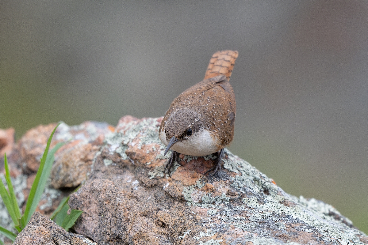 DPPhotography - Texas - Canyon wren - C.jpg - Canyon wren - Ink Lake State Park, Texas