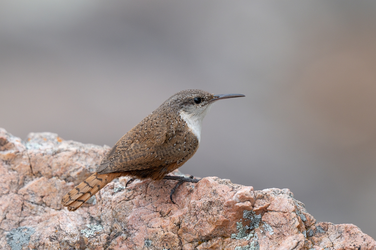 DPPhotography - Texas - Canyon wren - E.jpg - Canyon wren - Ink Lake State Park, Texas
